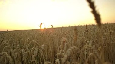 Gün batımında buğday tarlası. Zirai alanlarda yakın plan tahıl kulakları. Yüksek kalite 4k görüntü