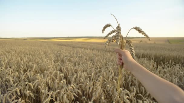 Sowing Abundance Human Touch Wheat Stalks Farmland Signifying Agrofarm Grain — Vídeo de Stock