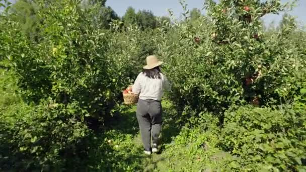 有机水果种植大师 勤劳的女性园艺师在郁郁葱葱的农庄里采摘成熟的苹果 高质量的4K镜头 — 图库视频影像
