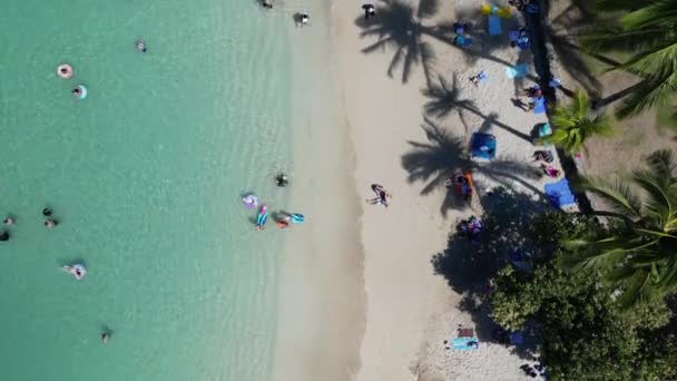 アメリカ ハワイのビーチの空中ビュー ヤシの木が付いている砂浜の海の美しいエキゾチックな休暇 高品質の4K映像 — ストック動画