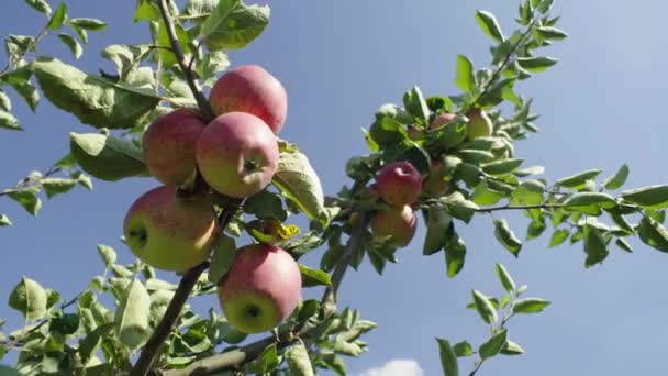 Symphony Harvest Madpe Red Apples Adorn Every Branch Telling Story — Vídeo de stock