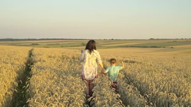 在小麦中的爱情故事 农场的父母温暖和团结 高质量的4K镜头 — 图库视频影像