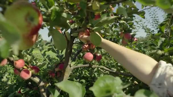 Orchard Överflöd Bevittna Kvinna Skickligt Skörda Mogna Äpplen Vibrant Orchard — Stockvideo