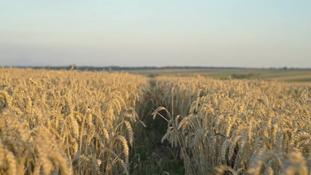 Agrarian Elegance Pittoresk Tarweveld Showcasing Grains Farmers Land Hoge Kwaliteit — Stockvideo