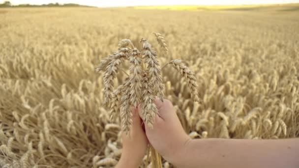 Mãos Colheita Trigo Agarrado Pela Mão Humana Campo Agricultores Incorporando — Vídeo de Stock