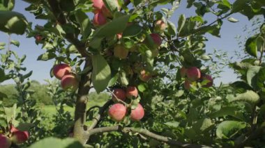 Gelişmekte olan meyve bahçesindeki dallardan sarkan Olgun Kırmızı Elmalar Yakından Bakış: Sürdürülebilir ve Çevre dostu Tarım Uygulamalarına Bir Bakış. Yüksek kalite 4k görüntü
