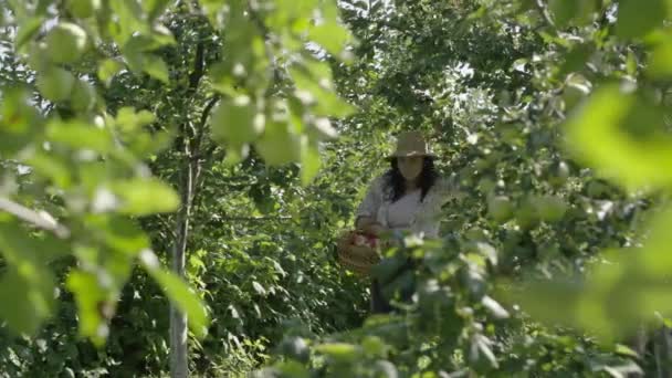 農業の卓越性 オーチャードから有機リンゴを収穫する女性農家と庭師が手を結ぶ 高品質の4K映像 — ストック動画