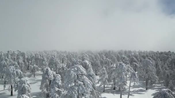 在空中俯瞰森林里的冬季童话风景 冷天松树被雪覆盖着 冬天的自然 优质Fullhd影片 — 图库视频影像