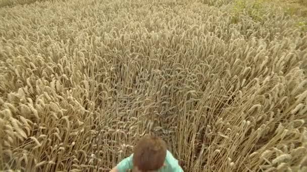 子供の夢の概念 少年は小麦畑に落ちる 農場での幸せな子供時代 農業分野における自由の感覚 高品質の4K映像 — ストック動画