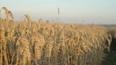 Buğday Harikası: Agrofarm 'da Hışırdayan Sapıklarla Çarpıcı Tahıl Tarlası. Yüksek kalite 4k görüntü