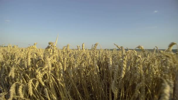 農村の穀物交響曲 農地のクロップスに耐える風光明媚なウィートミード 高品質の4K映像 — ストック動画