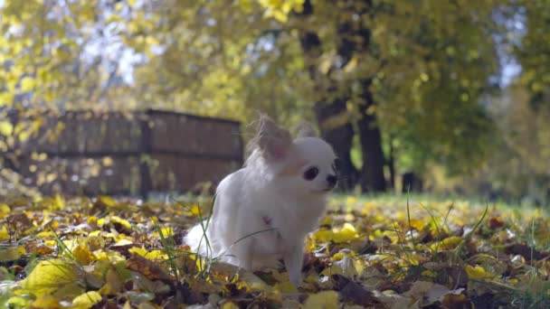 公園の黄色い秋の葉にチワフアの犬の肖像画 森で飼い主と散歩する幸せな動物 高品質の4K映像 — ストック動画