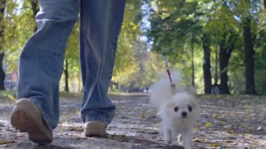 Sahibiyle parkta yürüyen bir köpeğin yakın çekimi. Mutlu bir hayvan sonbahar parkında sarı yapraklarla koşar. Yüksek kalite 4k görüntü