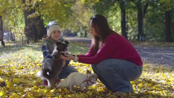 母と息子は秋の公園で犬と遊んでいる 一緒に犬と散歩する幸せな家族 高品質の4K映像 — ストック動画