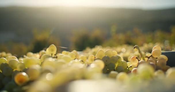 Plan Racimos Racimos Uvas Cajas Para Transporte Producción Vino Bodegas — Vídeo de stock