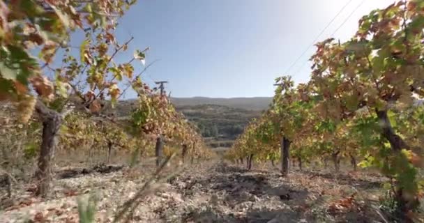 Vineyards Growing Slopes Mountains Winery Cultivation Grapes Production Wine Winemaker — Stock Video