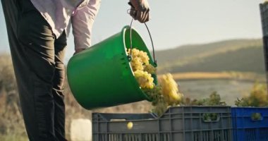 Üzüm bağındaki sandıklara üzüm döken bir çiftçinin yakın çekimi. Şarap üretimi için şaraphaneden hasat. Yüksek kalite 4k görüntü