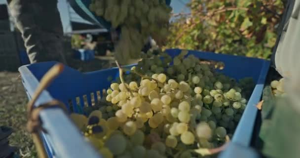 Buy Slow Motion Video Pouring Bunches Grapes Boxes Transportation Fall — Stock Video