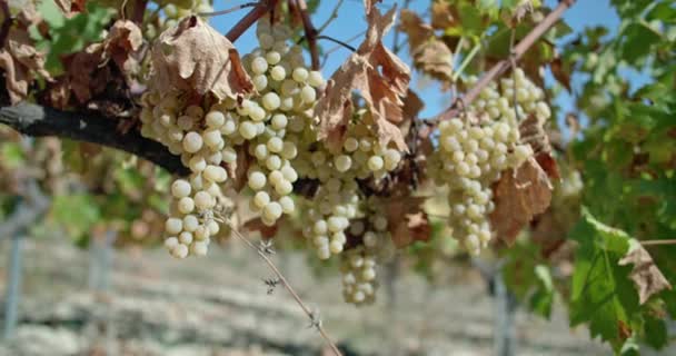 Trossen Druiven Groeien Wijngaarden Een Landbouwlandschap Druiven Verbouwen Voor Wijnproductie — Stockvideo