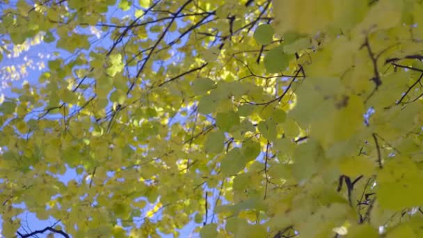 Piękny Jesienny Poranek Żółtymi Liśćmi Drzewie Stan Natury Magiczne Liście — Wideo stockowe