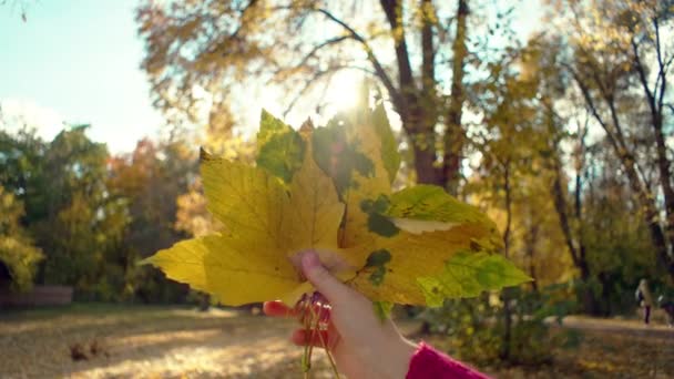 Yellow Autumn Leaves Female Hands Girl Collects Leaves Trees Composition — Stock Video
