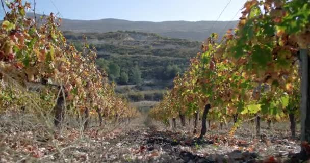 Video Pohybu Mezi Vinicemi Rostoucími Horském Svahu Krásná Zemědělská Krajina — Stock video