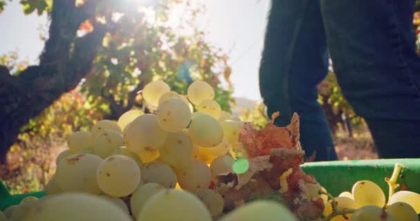 把一串葡萄掉进盒子里的慢镜头关上 在酿酒厂收获葡萄 以便酿酒厂生产葡萄酒 高质量的4K镜头 — 图库视频影像