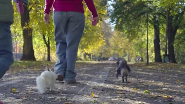 Embracing Fall Vibes Woman Walking Her Furry Friend Creating Cherished — Vídeos de Stock