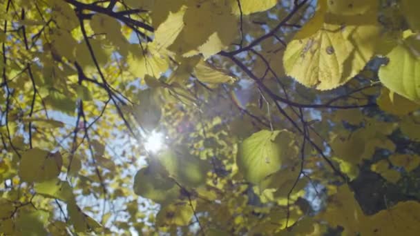 Background Video Fallen Leaves Trees Which Suns Rays Penetrate Beautiful — Stock Video