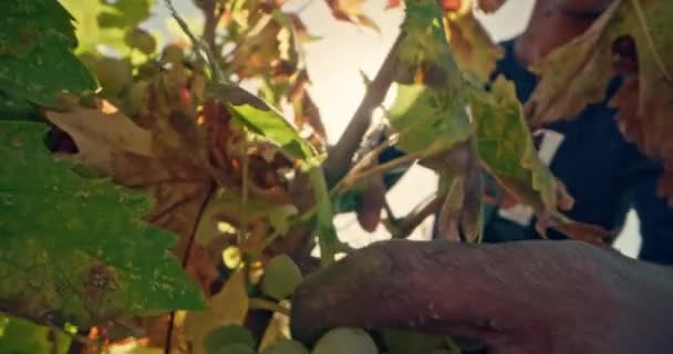 ブッシュからブドウの束を切断する大邸宅の手のクローズアップ 農業ブドウ畑で働き ワイナリーでワイン生産のために収穫する 高品質の4K映像 — ストック動画