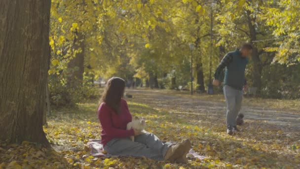 秋の公園で犬と散歩するカップル 愛する人は黄色い季節に動物の世話をします 高品質の4K映像 — ストック動画