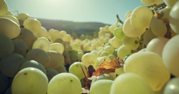 ブドウの枝の背景ビデオ ブドウはワインを作るためにブドウ畑で摘んだ果物です 高品質の4K映像 — ストック動画