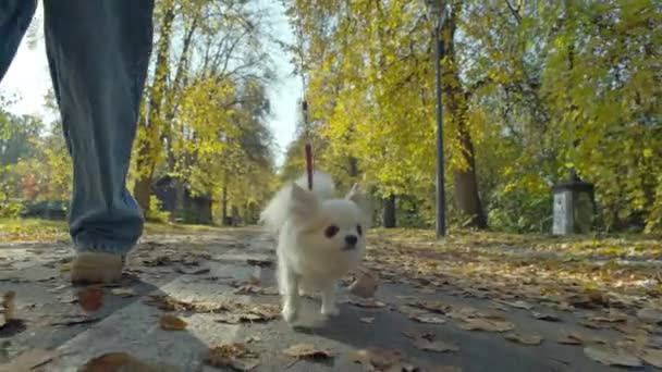 秋天的黄金时刻 在风景如画的秋天公园里 女人和狗共享着愉快的散步 高质量的4K镜头 — 图库视频影像