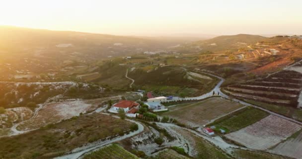 Landwirtschaftliche Landschaft Der Weinberge Zyperns Aus Der Luft Sonnenaufgang Traubenbüsche — Stockvideo