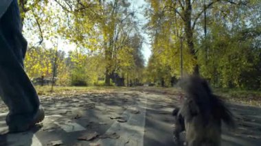 Serene Autumn Stroll: Kadın ve Sevgili Köpeği Canlı Sarı Yapraklar Arasında Kaliteli Zaman Geçiriyorlar. Yüksek kalite 4k görüntü