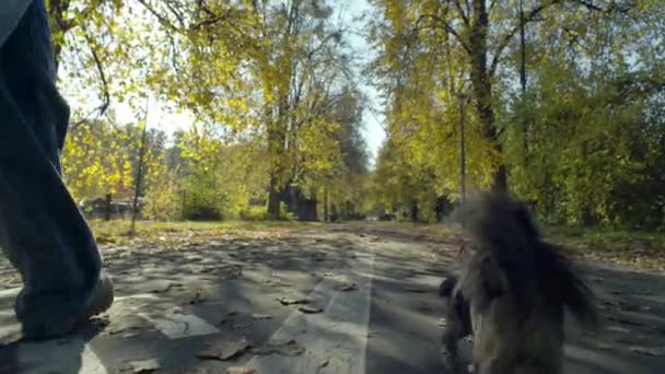 宁静的秋天的脚步 女人和她心爱的狗在活泼的黄叶中享受着美好的时光 高质量的4K镜头 — 图库视频影像