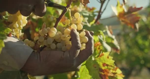 Close Mans Hand Cutting Bunch Grapes Bush Work Farm Harvesting — Stock Video