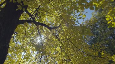 Doğal bir manzaradaki sonbahar ağacının arka plan videosu. Altın sonbahar sarı yaprakları. Yüksek kalite 4k görüntü