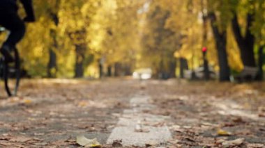 Sonbahar parkındaki ağaçlardaki renkli yaprakların arka plan videosu. Ağaçtan düşen yaprakların güzel mevsimi. Yüksek kalite 4k görüntü