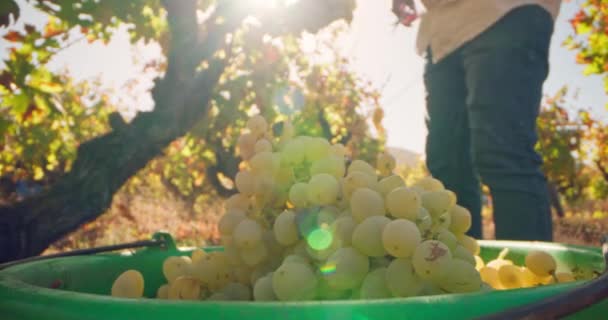 一个男人把一串葡萄放进箱子里的特写镜头 农夫在葡萄园里干活收割庄稼 高质量的4K镜头 — 图库视频影像
