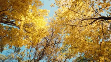 Güzel bir ormandaki ağaçlardaki sarı yaprakların arka plan videosu. Sonbahar renkli manzaraların mevsimidir. Yüksek kalite 4k görüntü