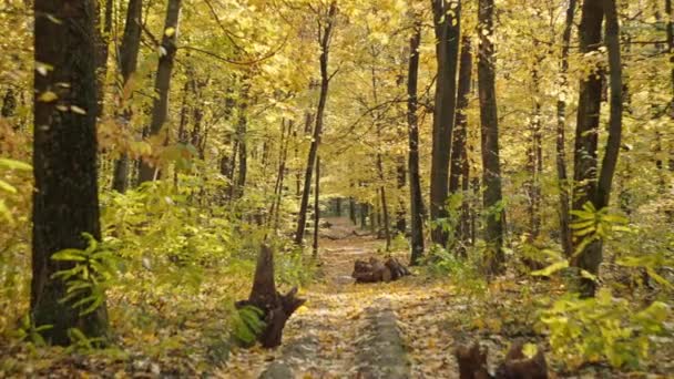 Sonbahar Ormanındaki Bir Patikanın Arka Plan Videosu Sarı Yapraklı Güzel — Stok video