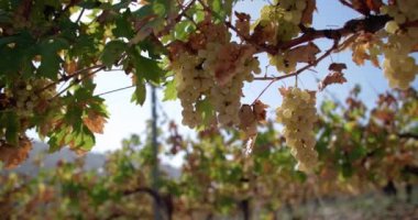 Vineyard Splendor: Picturesque Şaraphanesinde Sonbahar Üzüm Hasadı. Yüksek kalite 4k görüntü