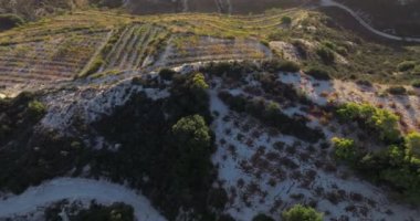 Kıbrıs 'ta günbatımında üzüm bağlarının hava manzarası. Şaraphanenin tarım arazilerinin dağ yamaçlarında üzüm çalıları yetişir. Yüksek kalite 4k görüntü