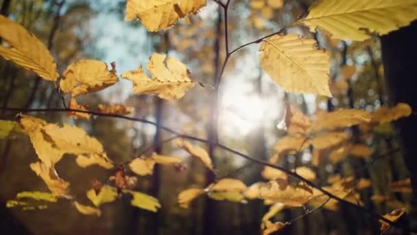 Vidéo Fond Feuilles Jaunes Sur Une Branche Dans Une Forêt — Video
