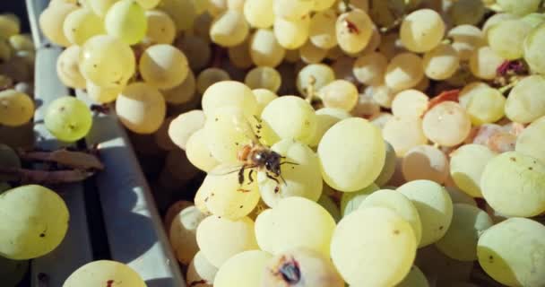Capturing Natures Bounty Detailed Art Grape Harvesting Winemmaking Vysoce Kvalitní — Stock video