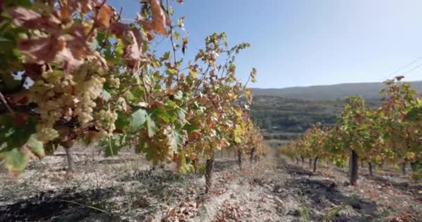 Krzewy Winogron Które Rosną Winnicach Winnicy Zbieranie Owoców Produkcji Wina — Wideo stockowe