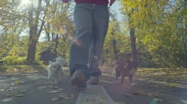 Sonbaharda bir parkta sahipleriyle birlikte yürüyen köpeklerin yakın çekimi. Hayvanlar sarı yapraklarla koşar, tasmayla eğlenir ve yürüyüşe çıkar. Yüksek kalite 4k görüntü