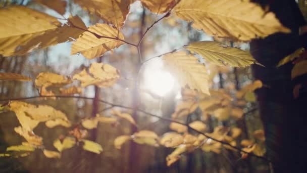 Altın Tepe Sonbaharın Yaprakları Nın Karmaşık Güzelliğine Macro Yolculuğu Yüksek — Stok video