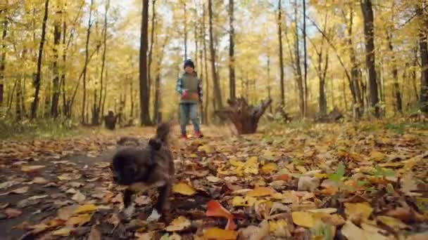 Egy Kisfiú Egy Sárga Levelű Kutyával Sétál Egy Őszi Erdőben — Stock videók